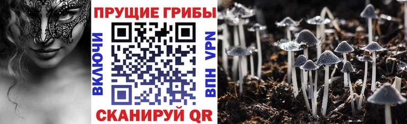 продажа наркотиков  blacksprut зеркало  Псилоцибиновые грибы Psilocybine cubensis  Баймак 